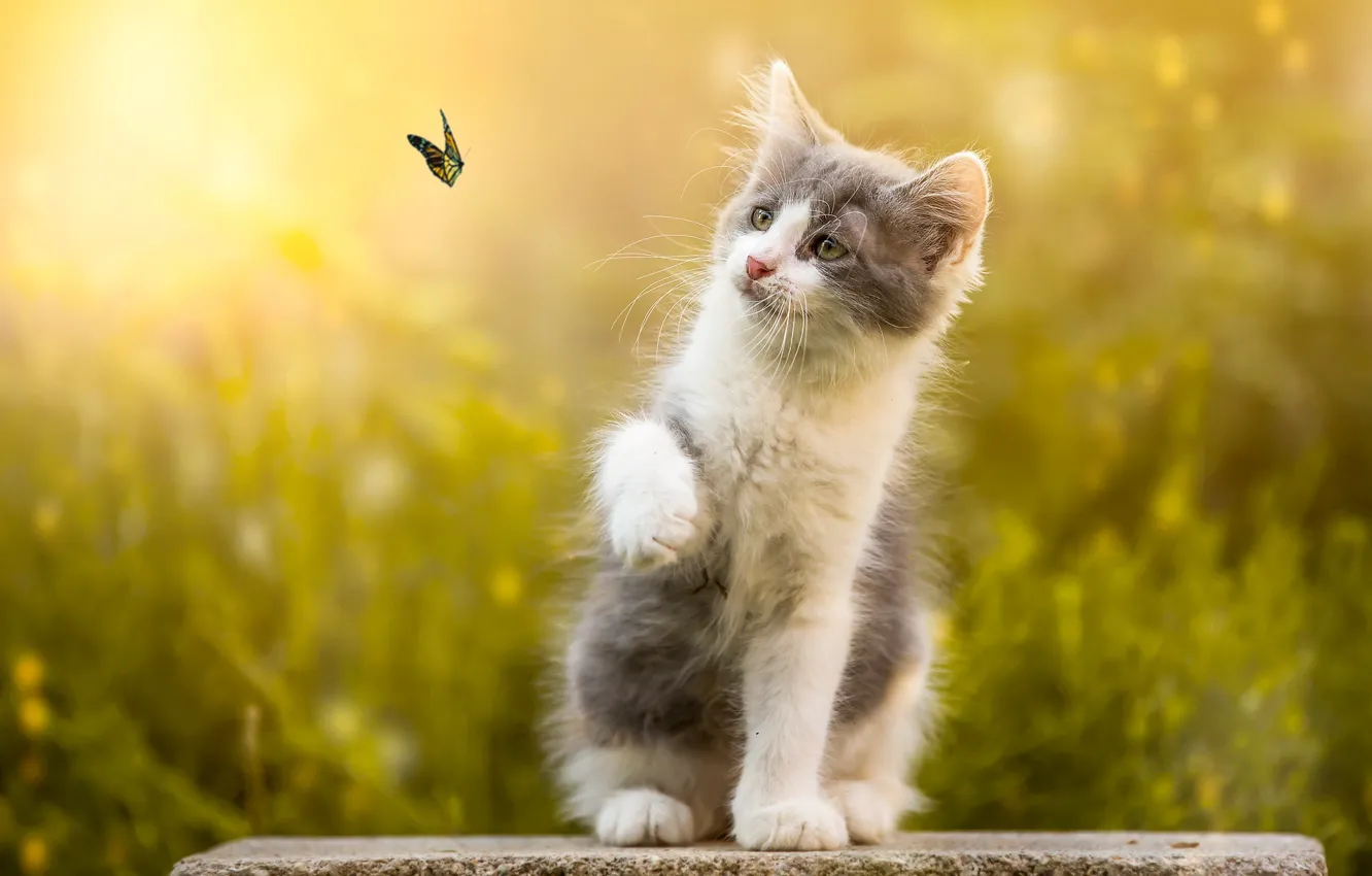 Photo wallpaper nature, stones, animal, butterfly, kitty, bokeh