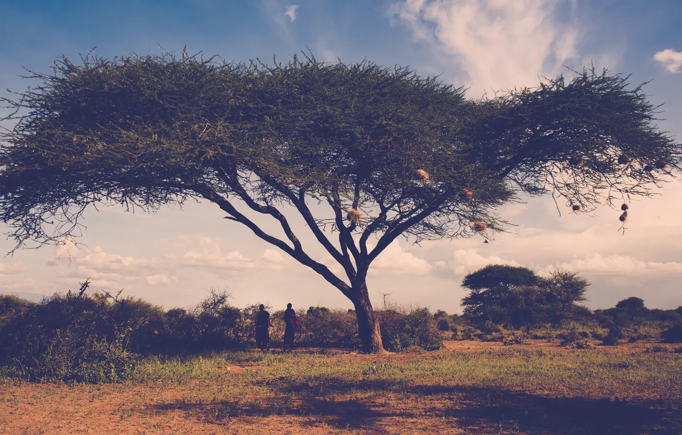 Photo wallpaper grass, trees, branches, people, acacia