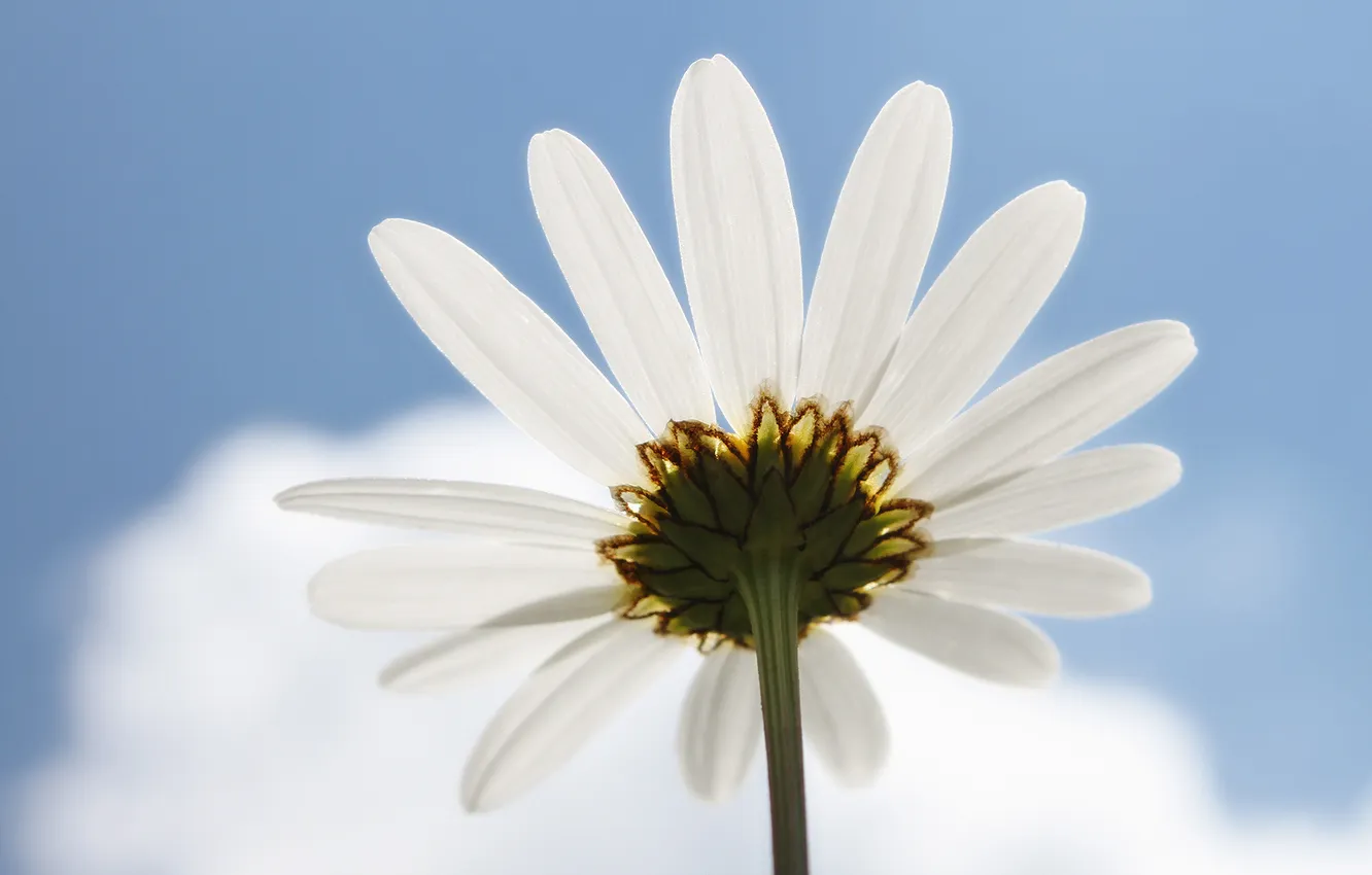 Photo wallpaper flowers, blue, chamomile