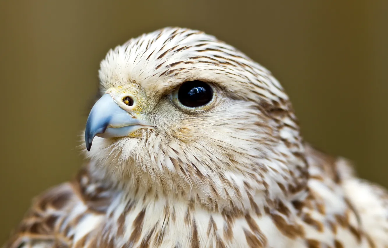 Photo wallpaper background, bird, eagle