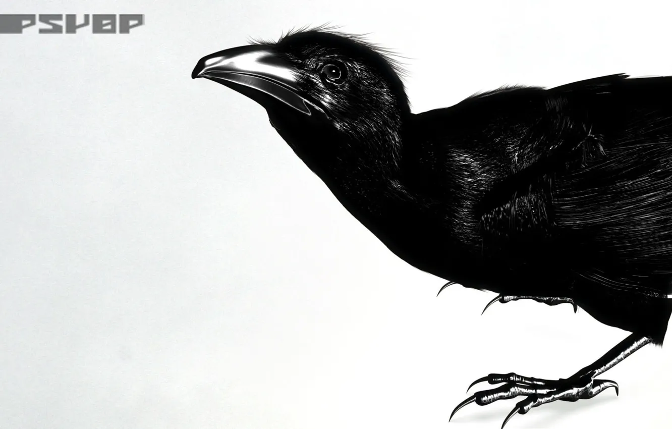 Photo wallpaper bird, Raven, crawn, PSYOP