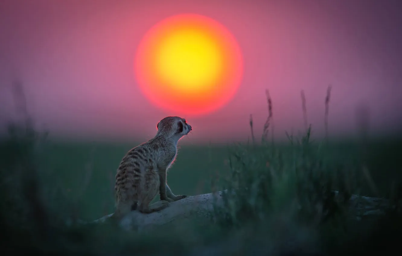 Photo wallpaper greens, nature, sunrise, meerkats