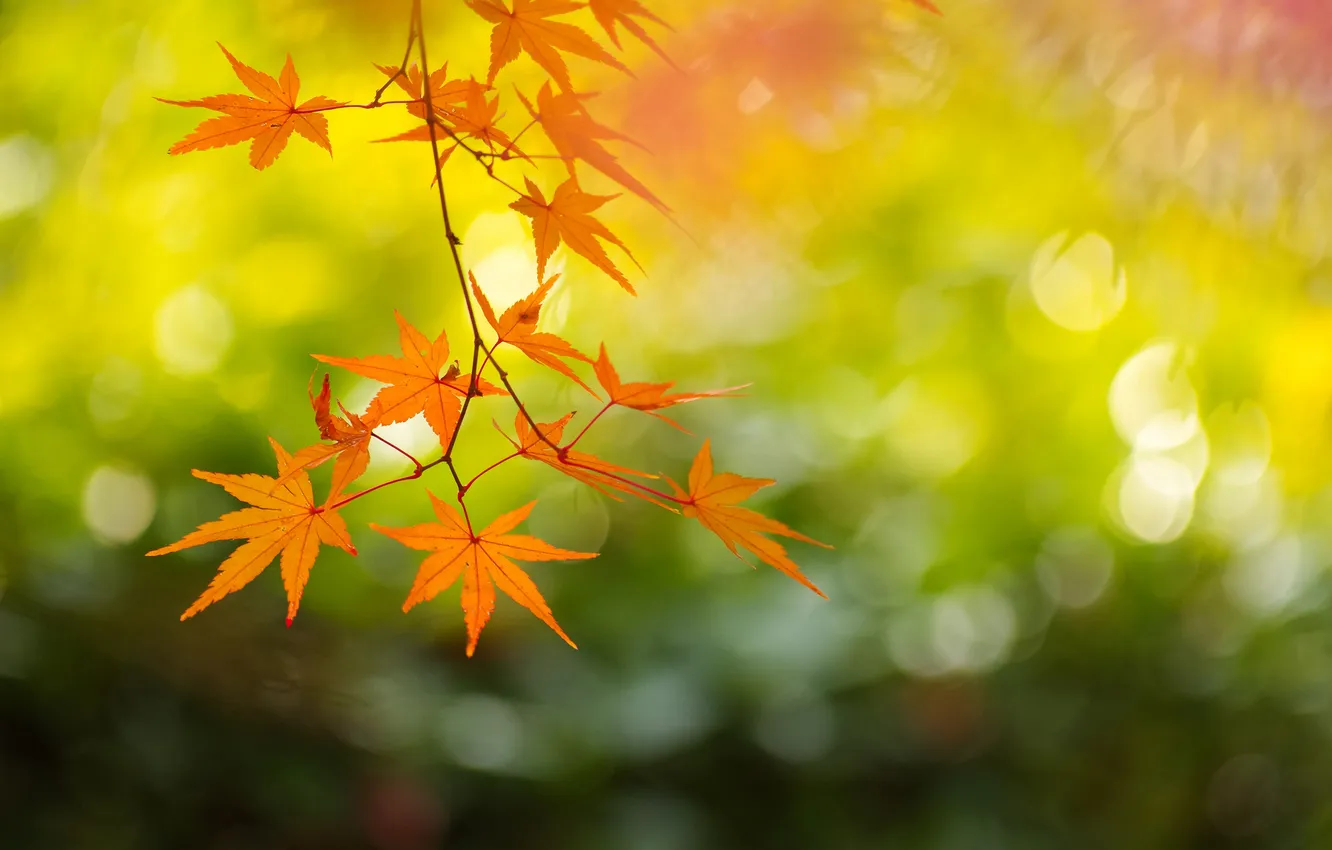 Photo wallpaper autumn, branches, Japan, maple, Kyoto, By Jay Lee