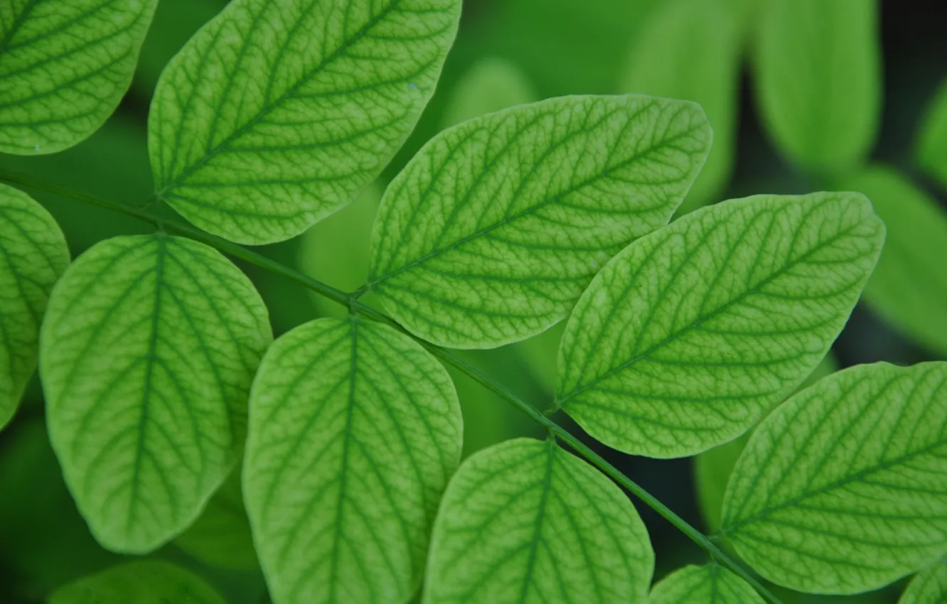 Photo wallpaper greens, leaves, macro, branches, nature