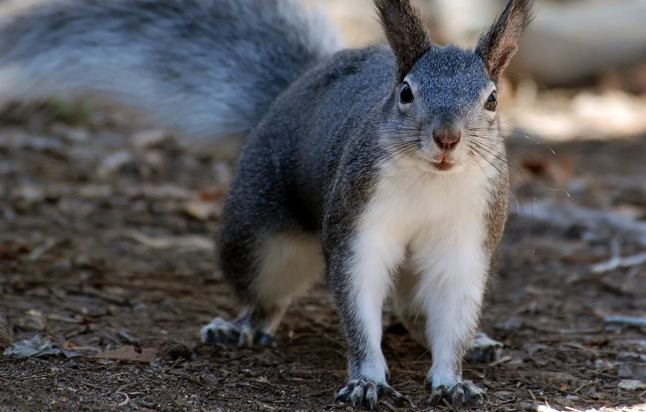 Photo wallpaper grey, protein, animal