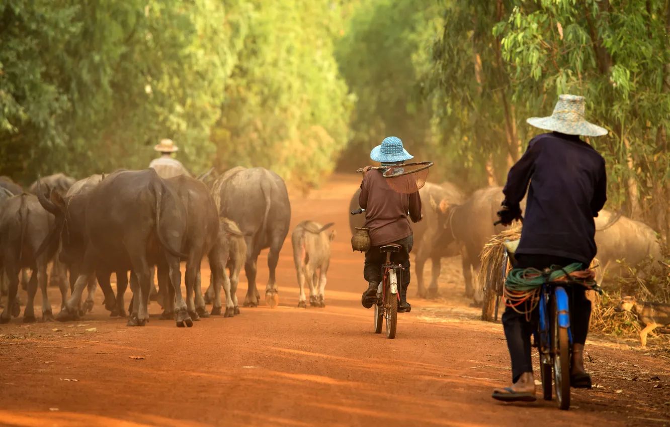 Photo wallpaper person, Buffalo, villager