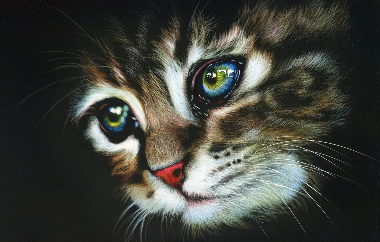 Photo wallpaper kitty, striped, by shonechacko