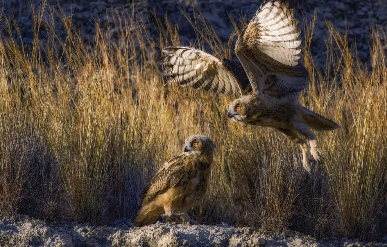 Photo wallpaper grass, flight, Owl, flap, two birds, David Manusevich, Eurasian eagle-owls