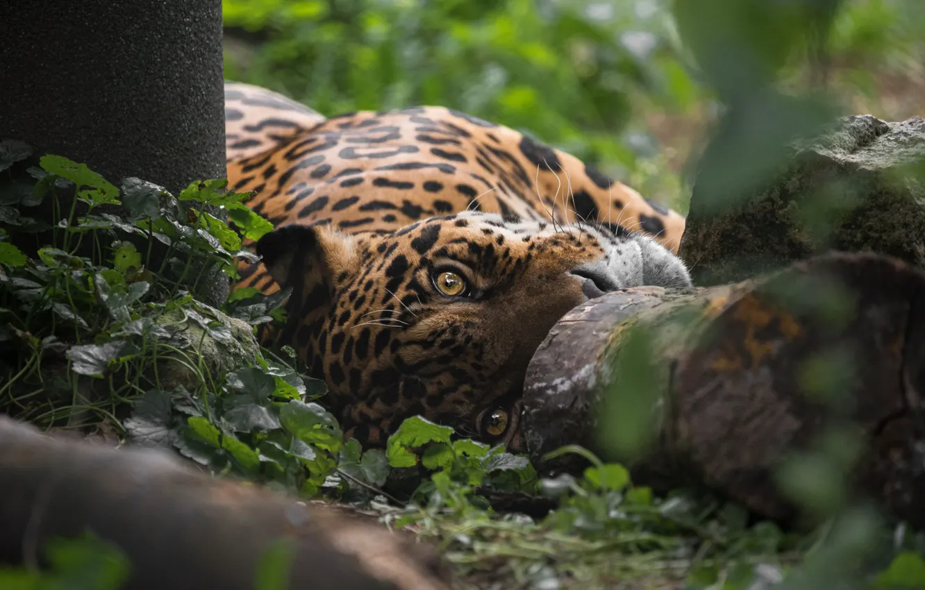 Photo wallpaper face, lies, Jaguar