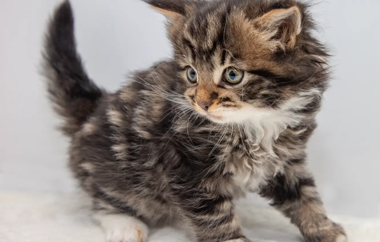 Photo wallpaper cat, look, pose, grey, sweetheart, fluffy, white background, kitty