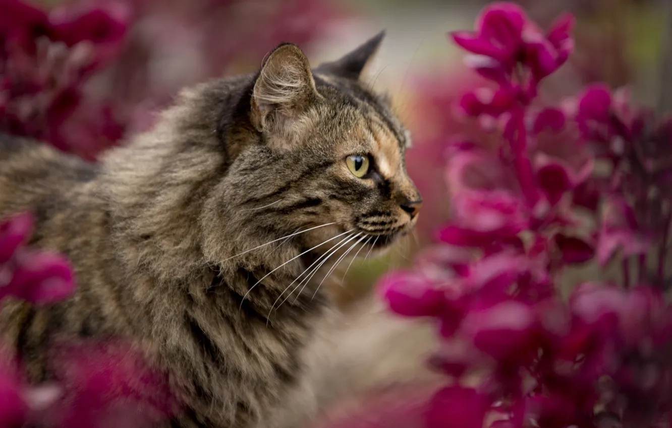 Photo wallpaper cat, cat, flowers, nature