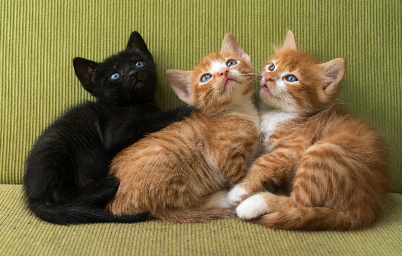 Photo wallpaper cats, kitty, black, kittens, kitty, red, trio, three kittens