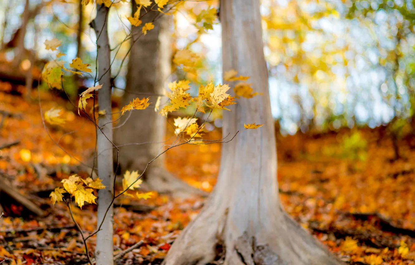 Photo wallpaper autumn, forest, leaves, trees, branches, nature, yellow, leaves