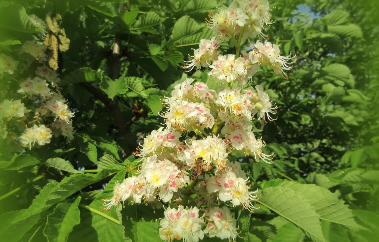 Photo wallpaper flowers, chestnuts, spring 2018, Meduzanol ©