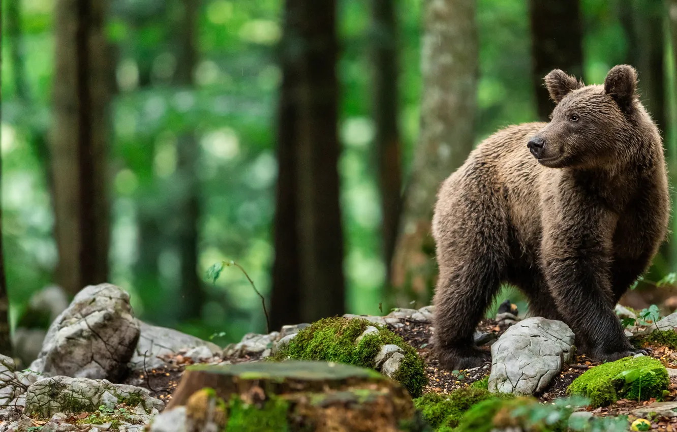 Photo wallpaper forest, trees, nature, stones, moss, bear, bear, brown