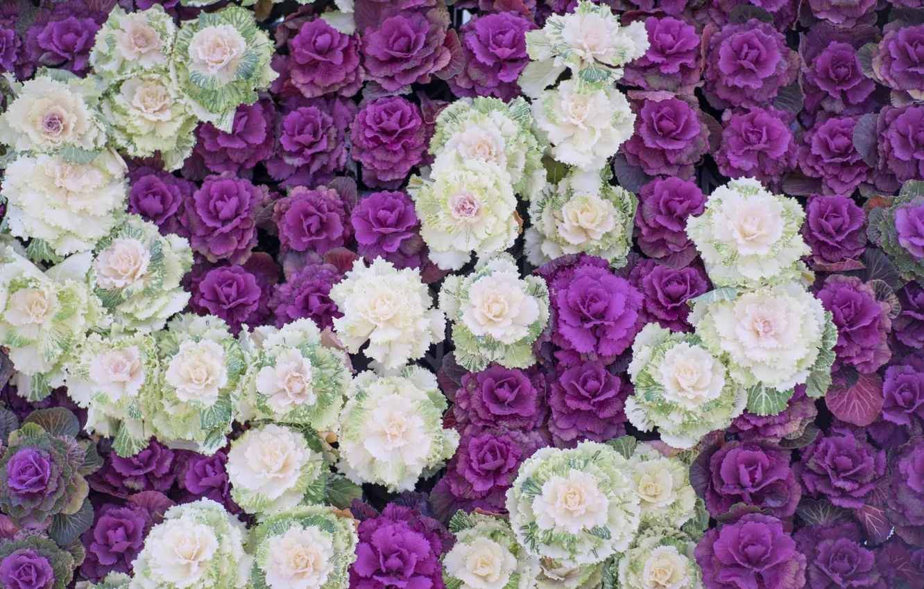 Photo wallpaper flowers, white, flowerbed, a lot, lilac, ornamental Kale