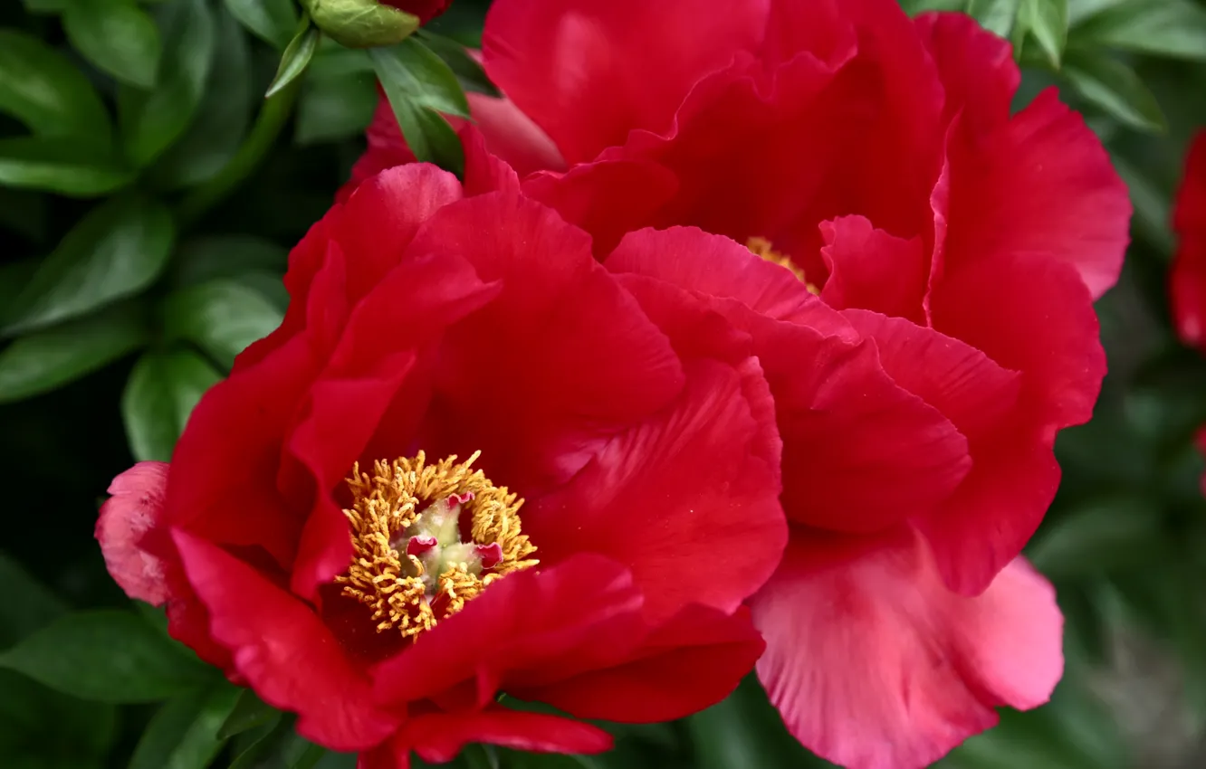 Photo wallpaper macro, red, peonies