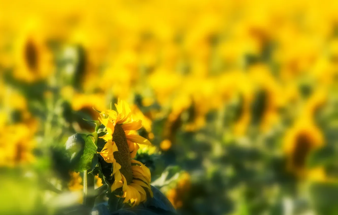 Photo wallpaper summer, sunflowers, nature