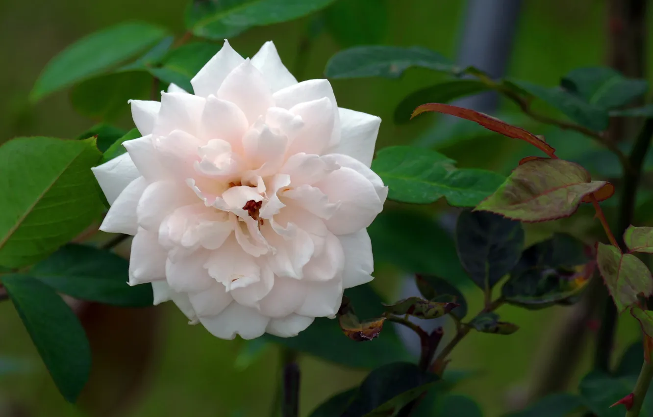 Photo wallpaper flowers, roses, flowering
