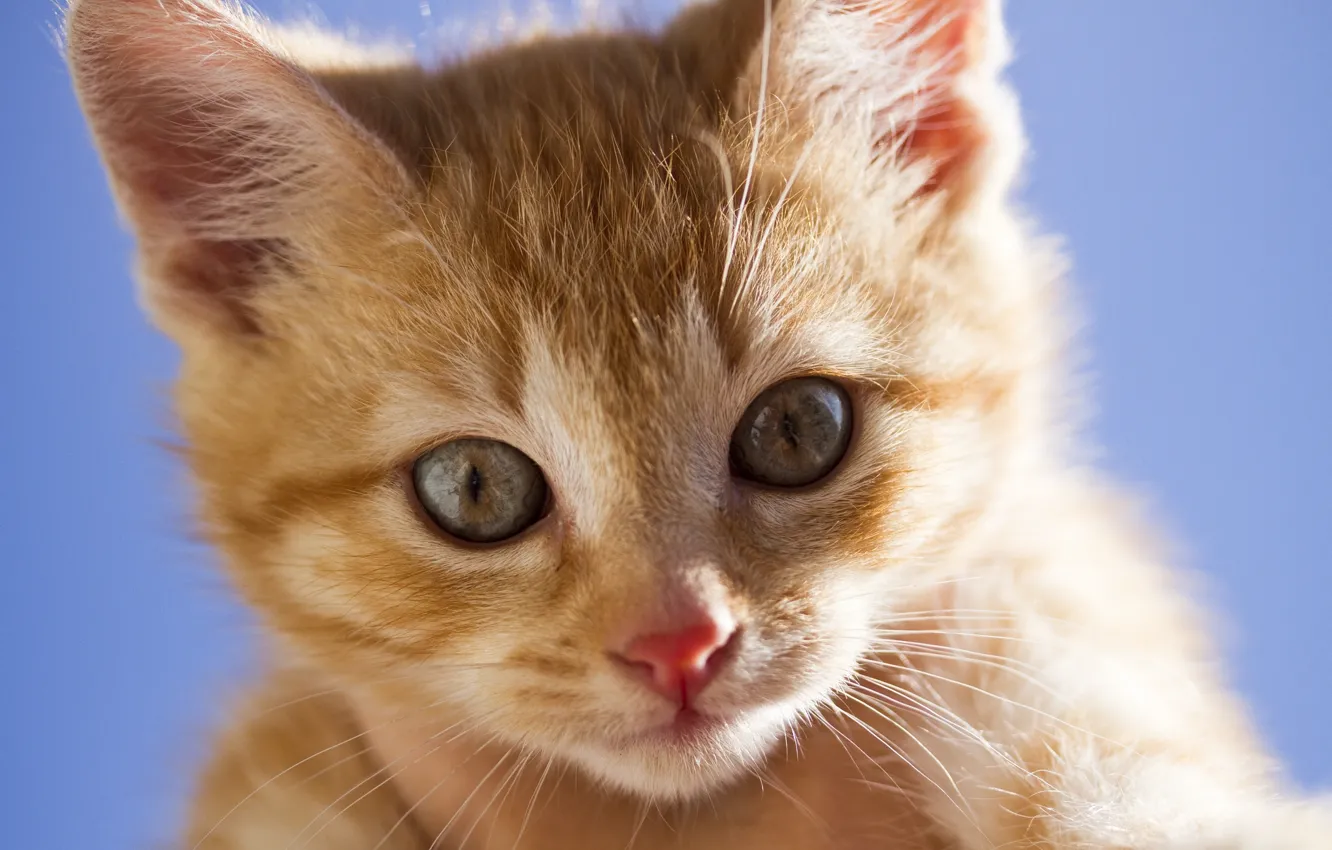 Photo wallpaper look, muzzle, ginger kitten