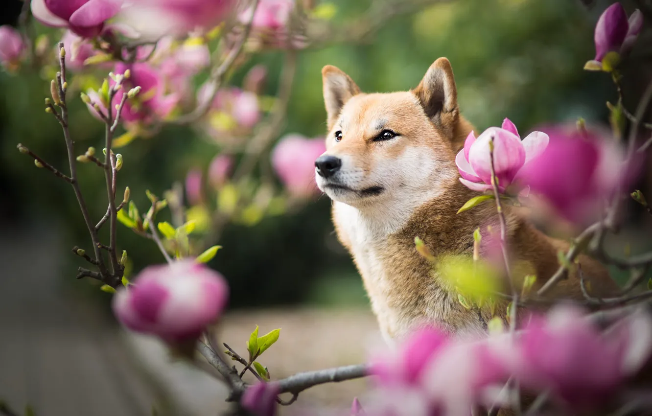 Photo wallpaper look, face, flowers, branches, nature, portrait, dog, spring