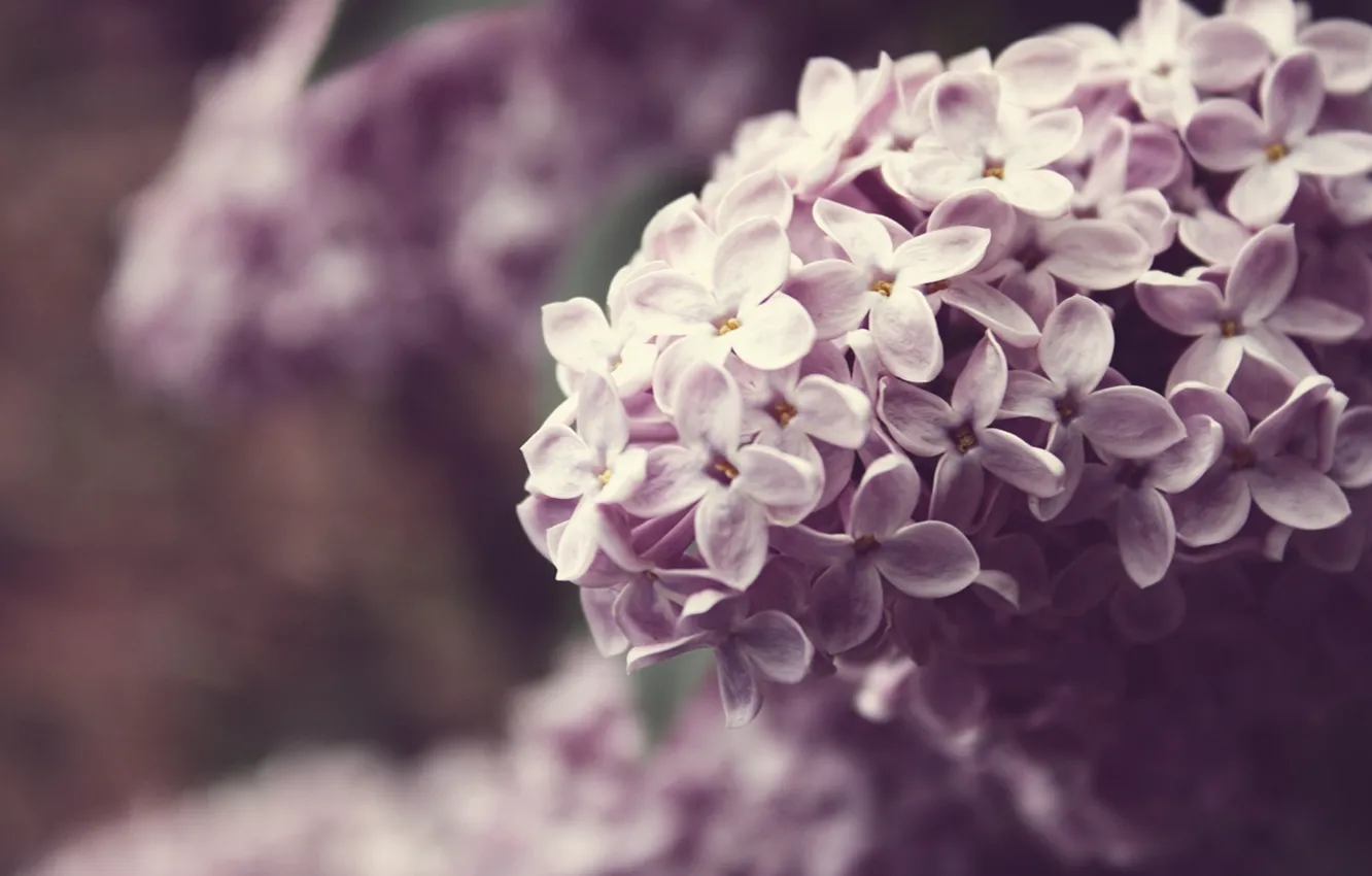 Photo wallpaper macro, flowers, nature, color, plants, branch, spring, lilac