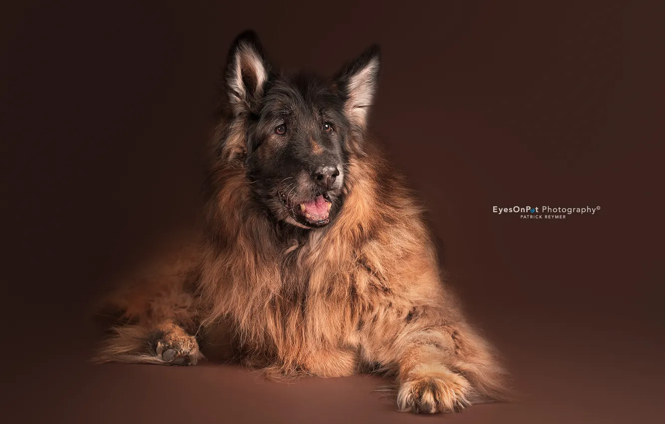 Photo wallpaper each, home, dog