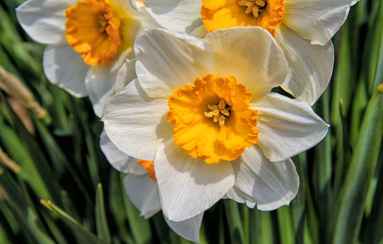Photo wallpaper flowers, spring, daffodils