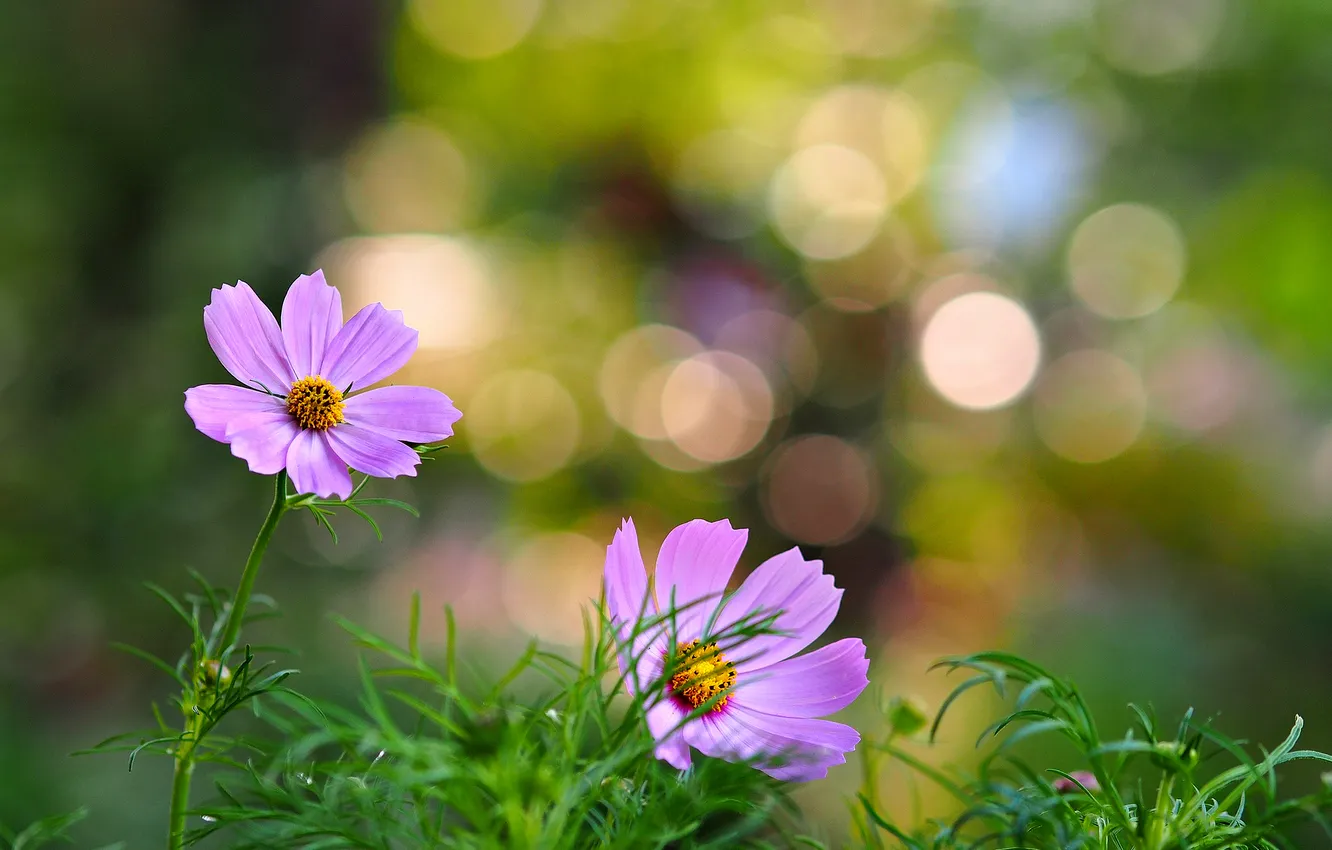 Photo wallpaper grass, flowers, petals, pink flowers, bokeh
