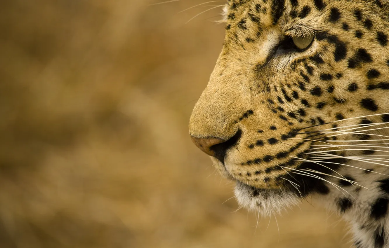 Photo wallpaper face, predator, leopard, profile, wild cat