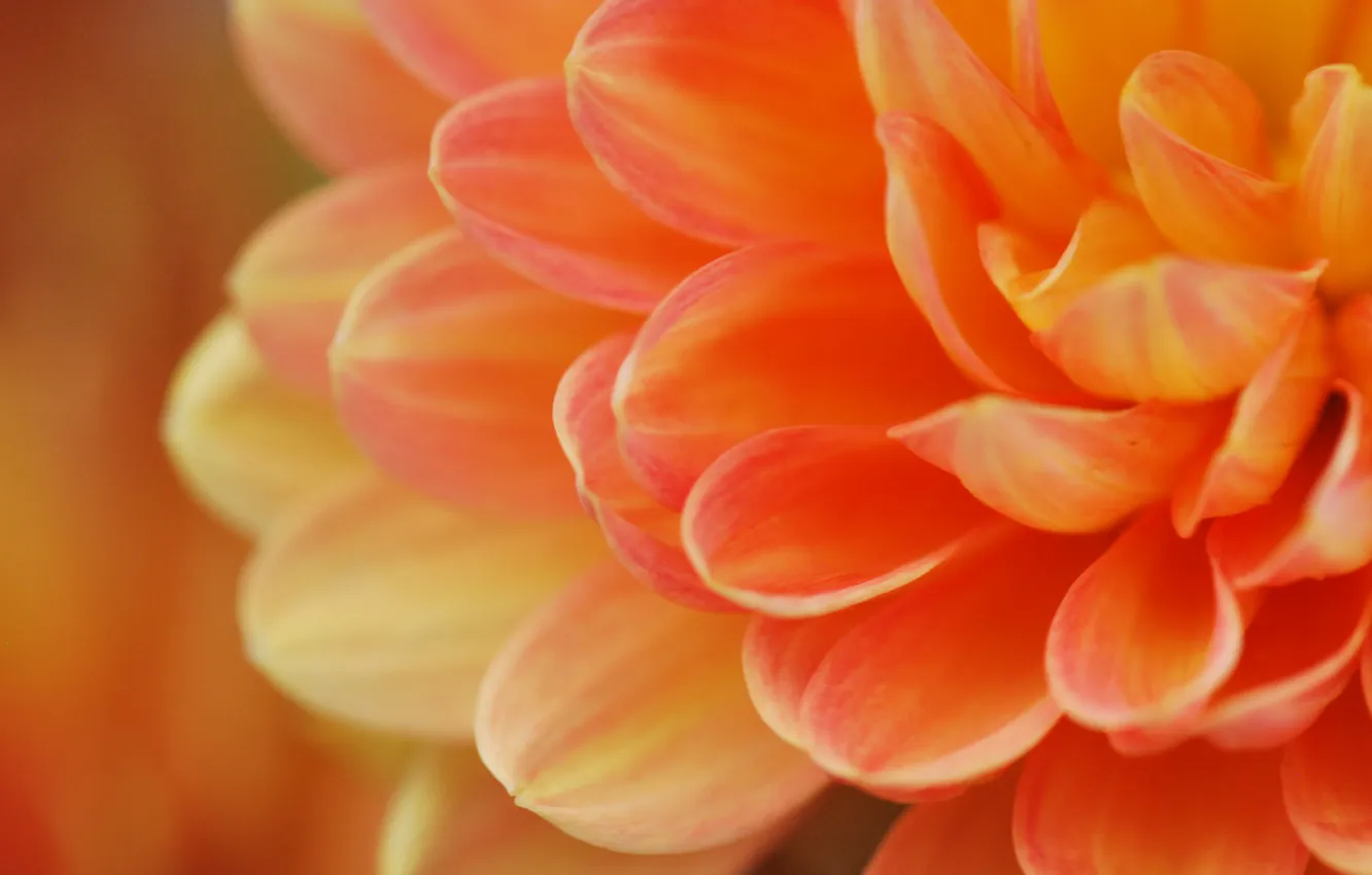 Photo wallpaper macro, flowers, orange, petals, peach