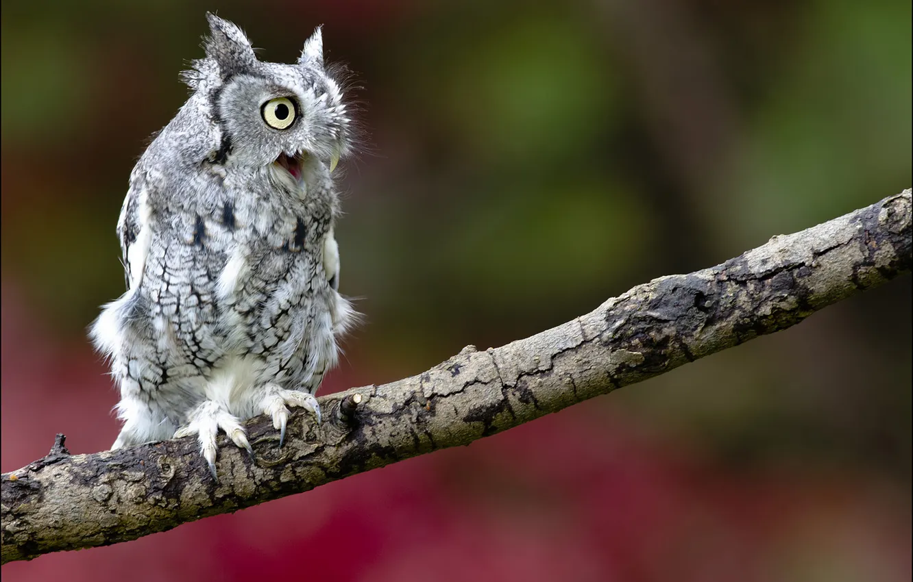 Photo wallpaper bird, predator, branch, Owl, eared