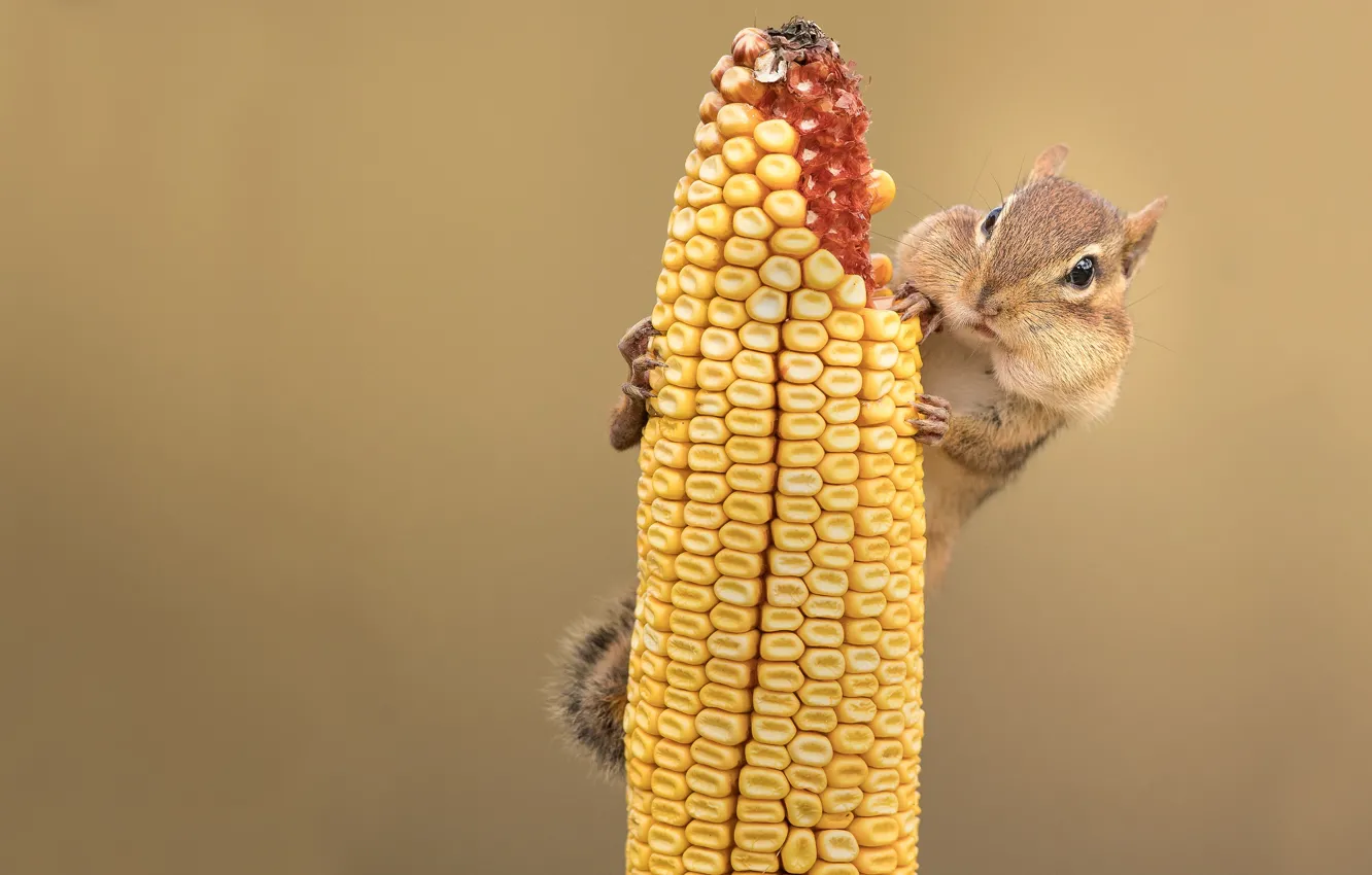Photo wallpaper background, corn, Chipmunk, face, rodent, the cob, meal