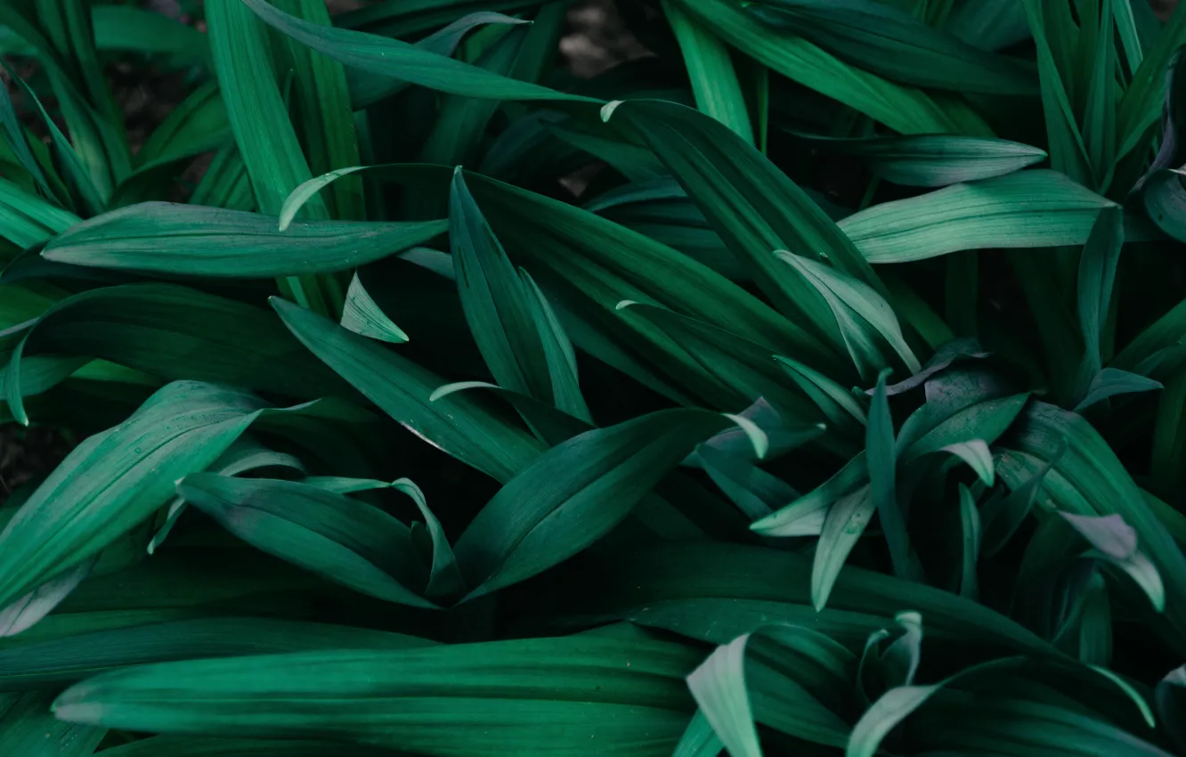 Photo wallpaper green, minimalism, leaves