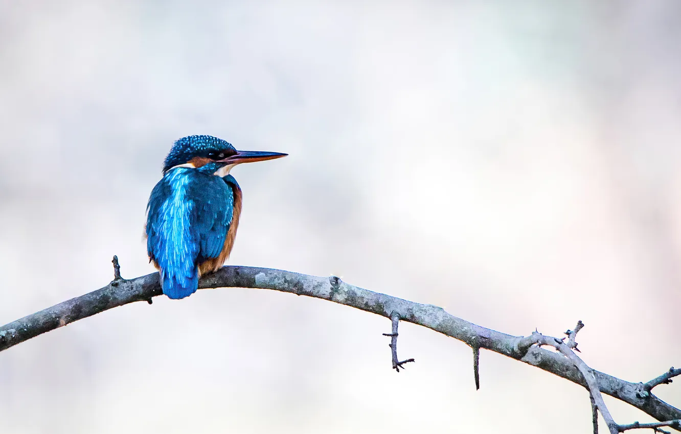 Photo wallpaper bird, picture, kingfisher, animal-