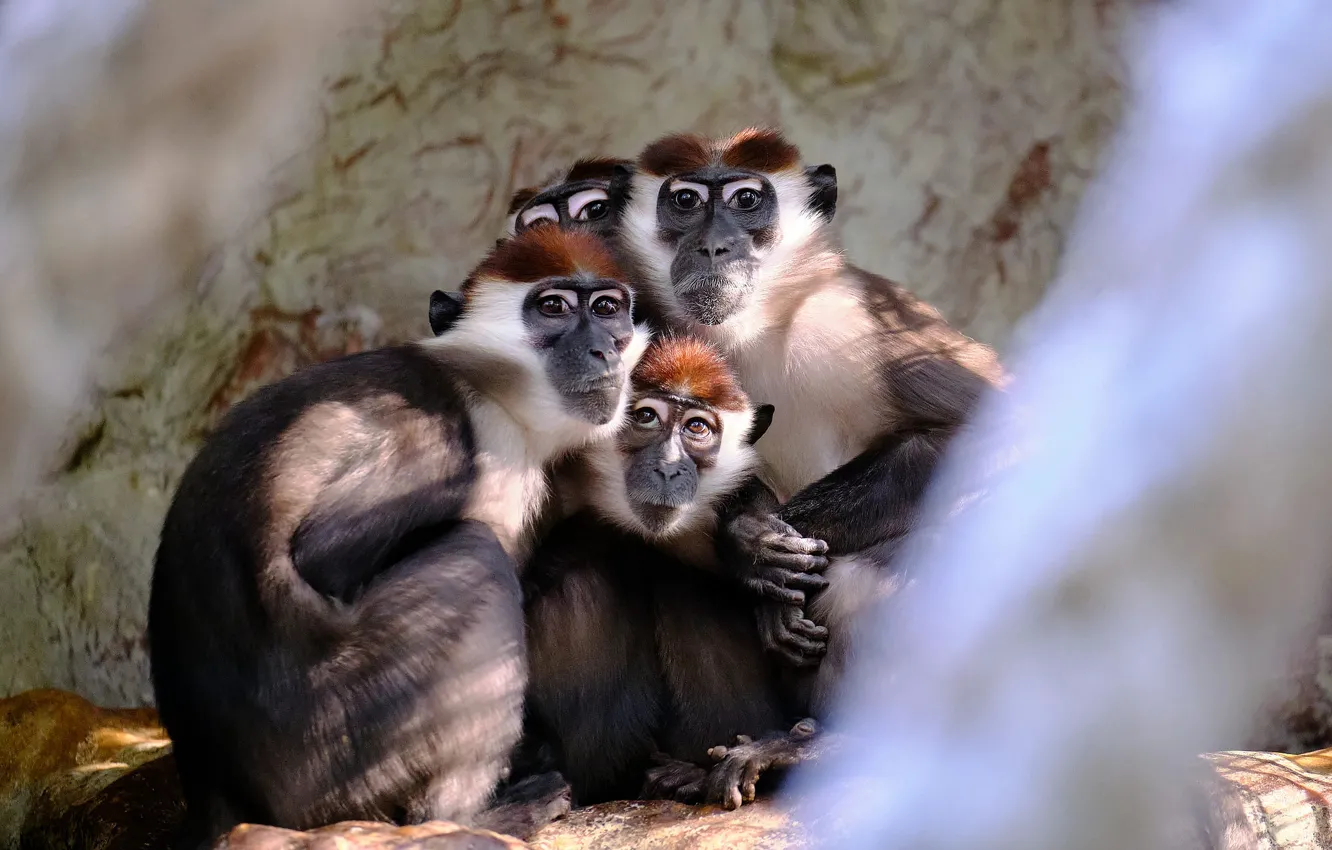 Photo wallpaper look, light, monkey, company, face, red - headed mangobey