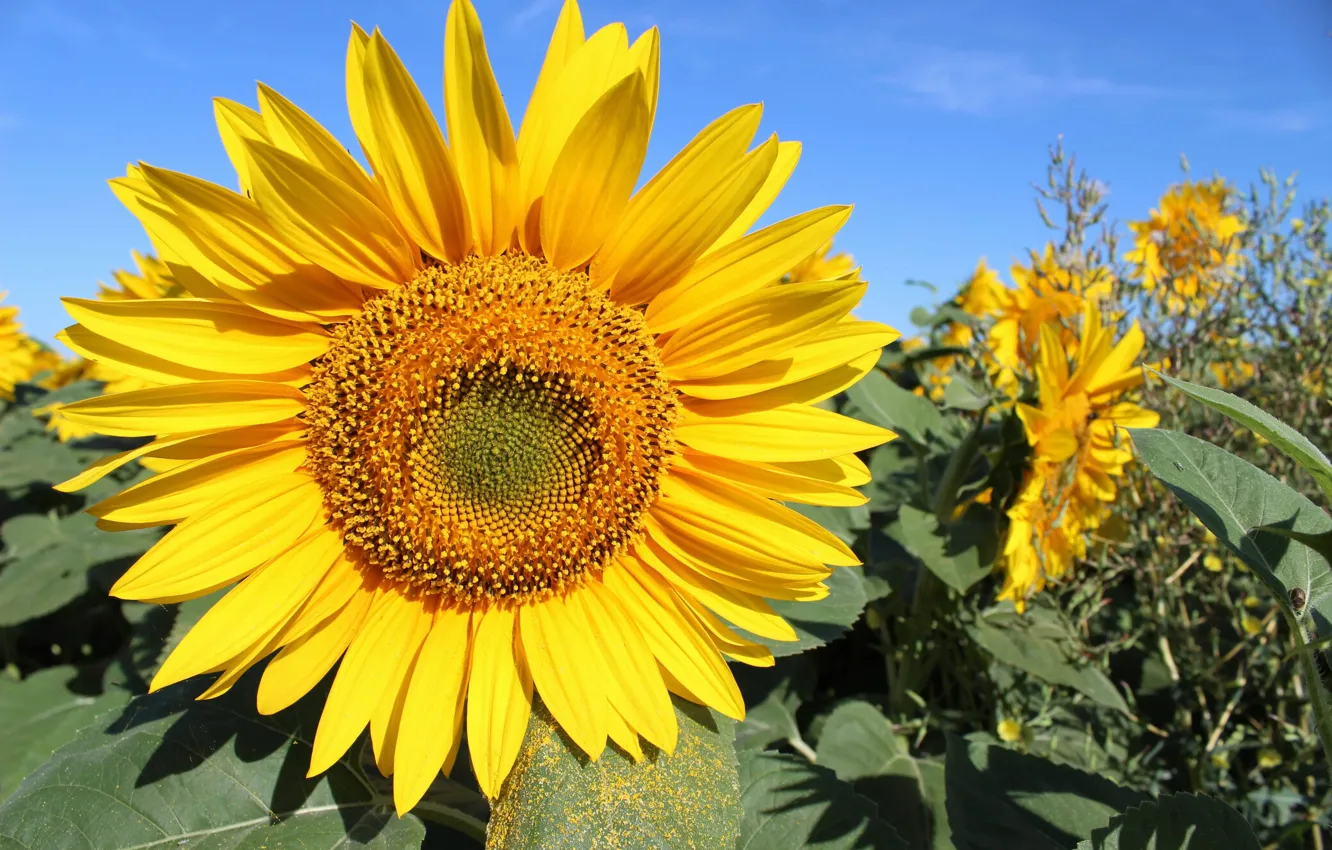 Photo wallpaper field, the sky, sunflower
