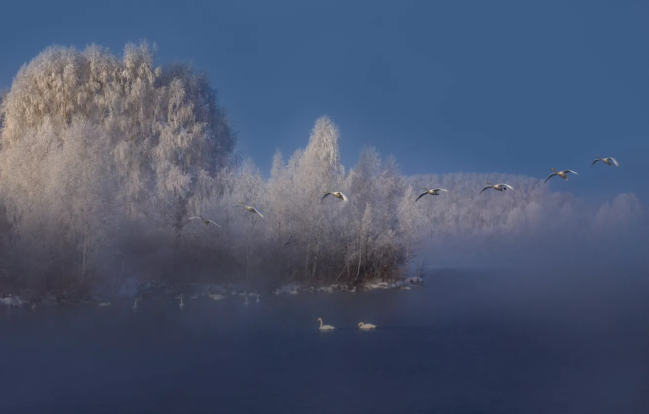 Photo wallpaper winter, frost, forest, nature, river, bird, haze, swans