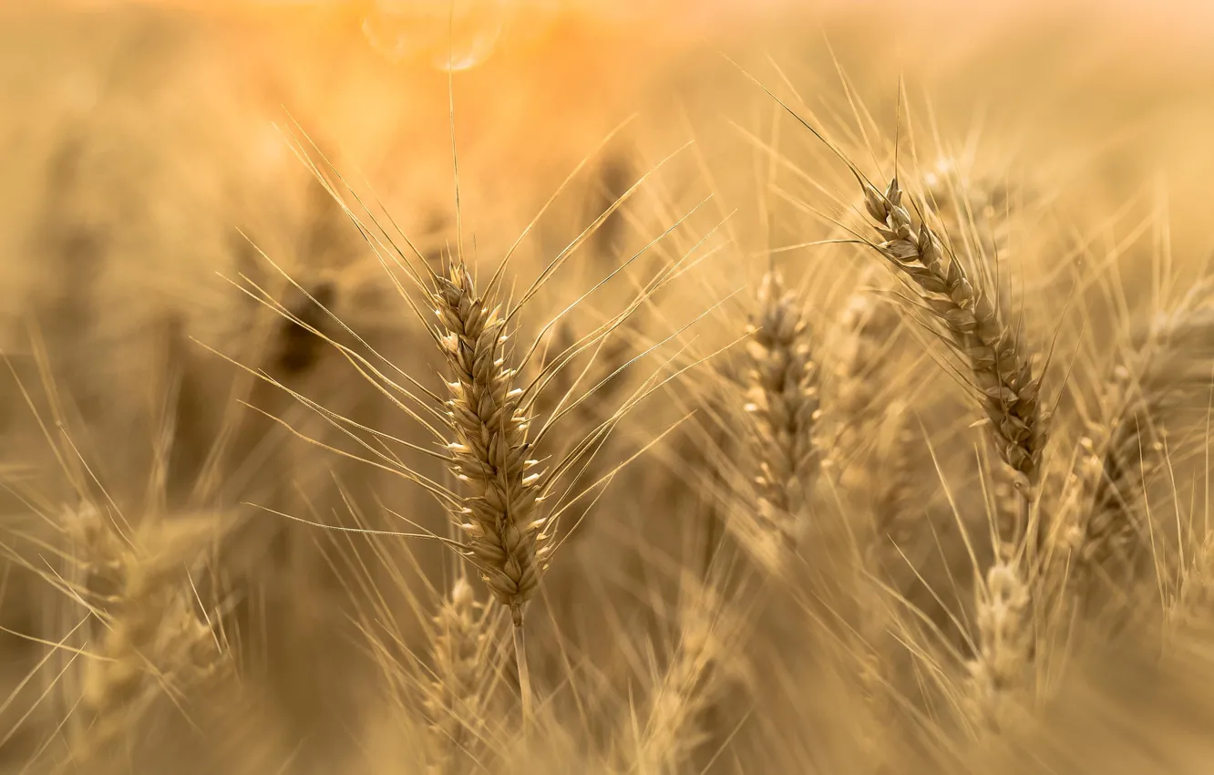 Photo wallpaper wheat, field, spikelets