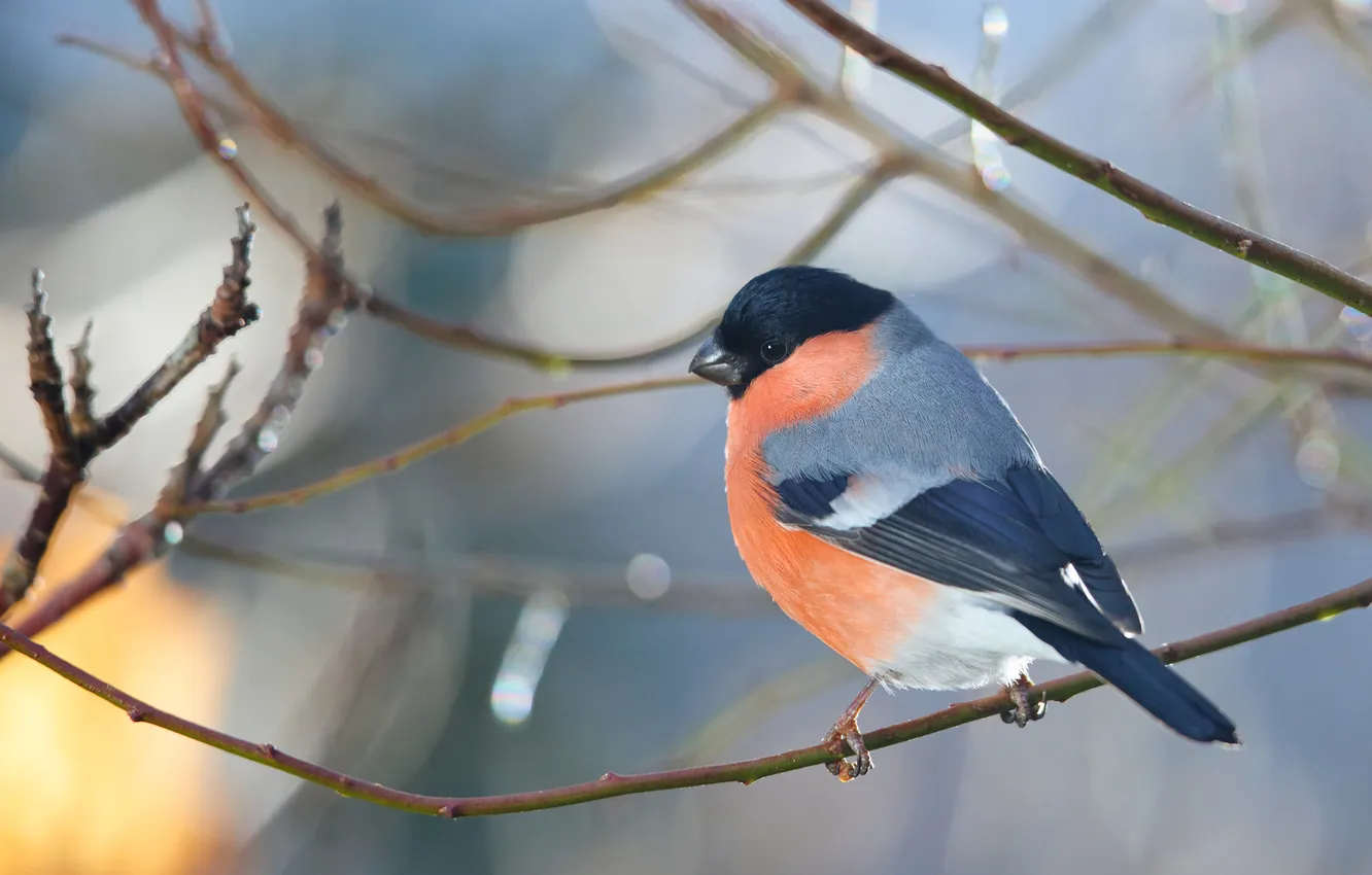 Photo wallpaper winter, light, branches, bird, bullfinch, blue background, bokeh