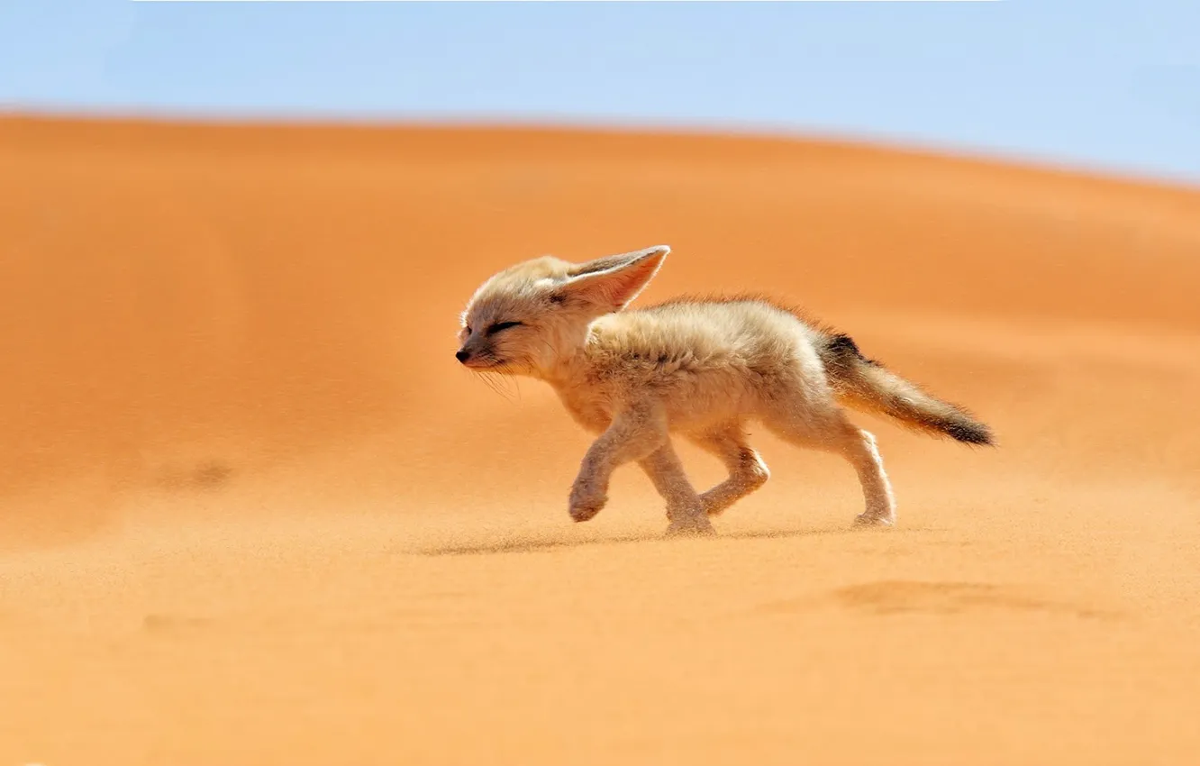 Photo wallpaper sand, desert, Fox