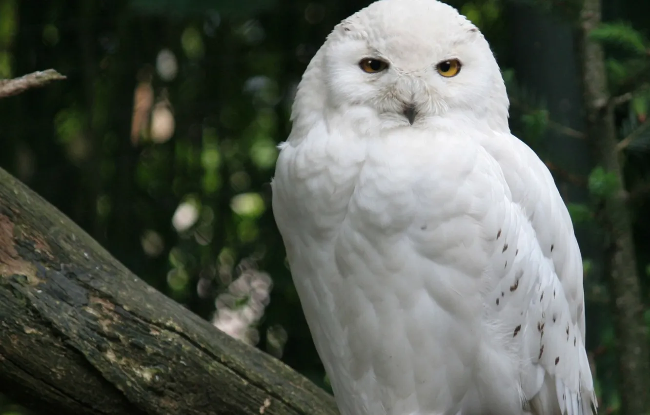 Photo wallpaper white, owl, beauty