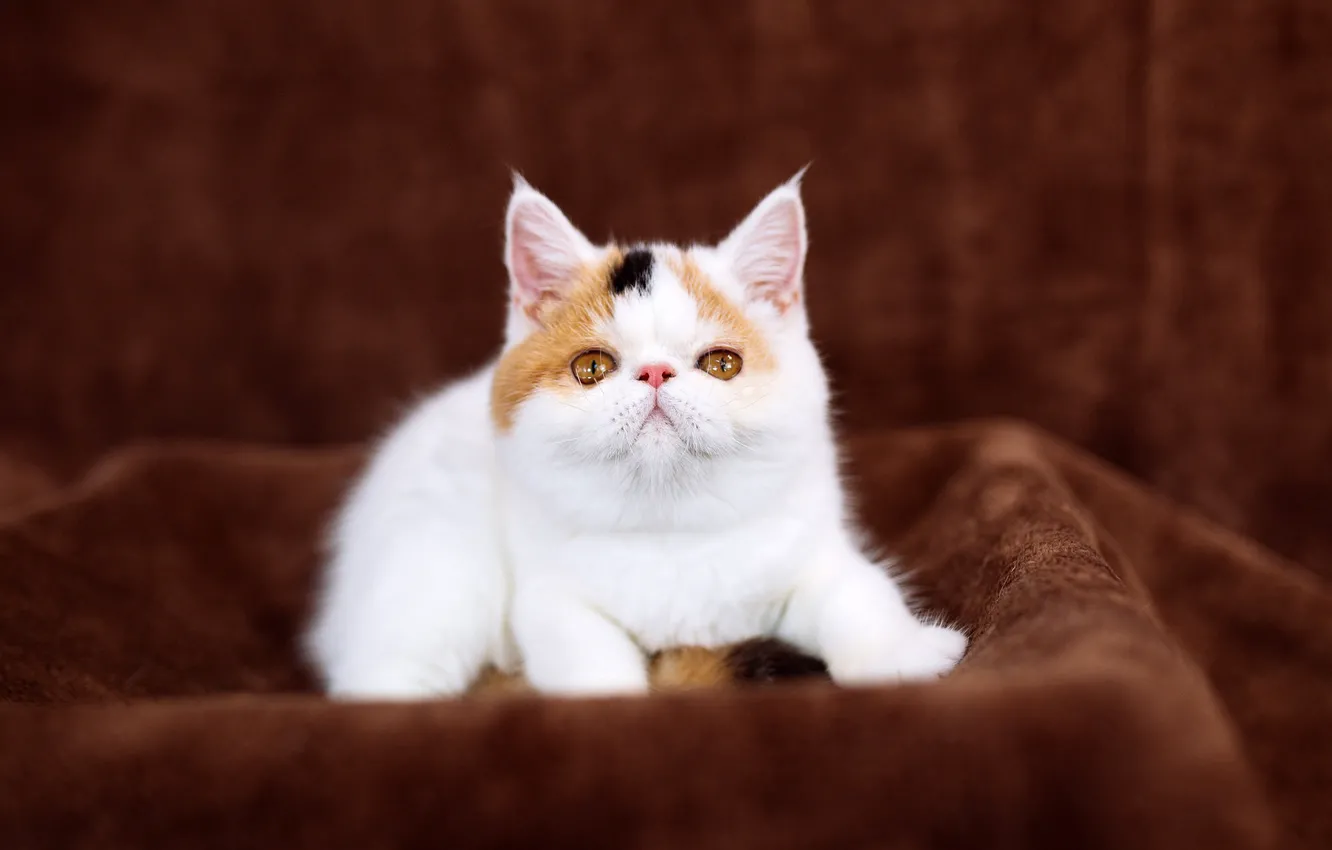Photo wallpaper cat, white, look, background, sweetheart, baby, fabric, plaid