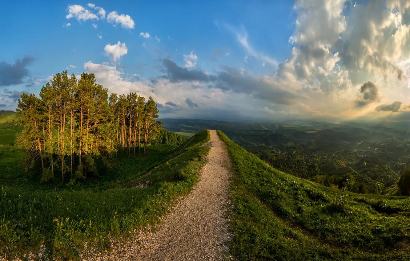 Photo wallpaper hills, landscape, path, pine