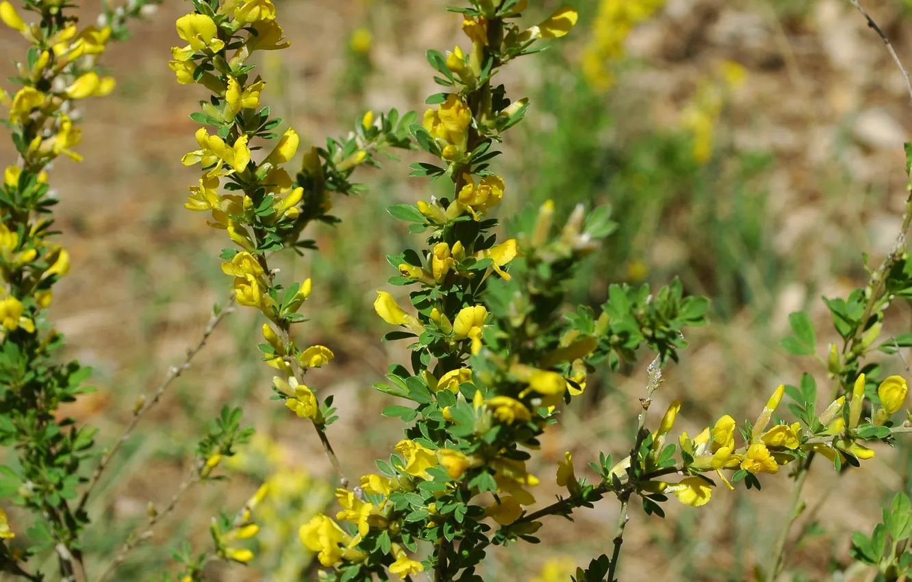 Photo wallpaper flowers, the steppe, the bushes, legal
