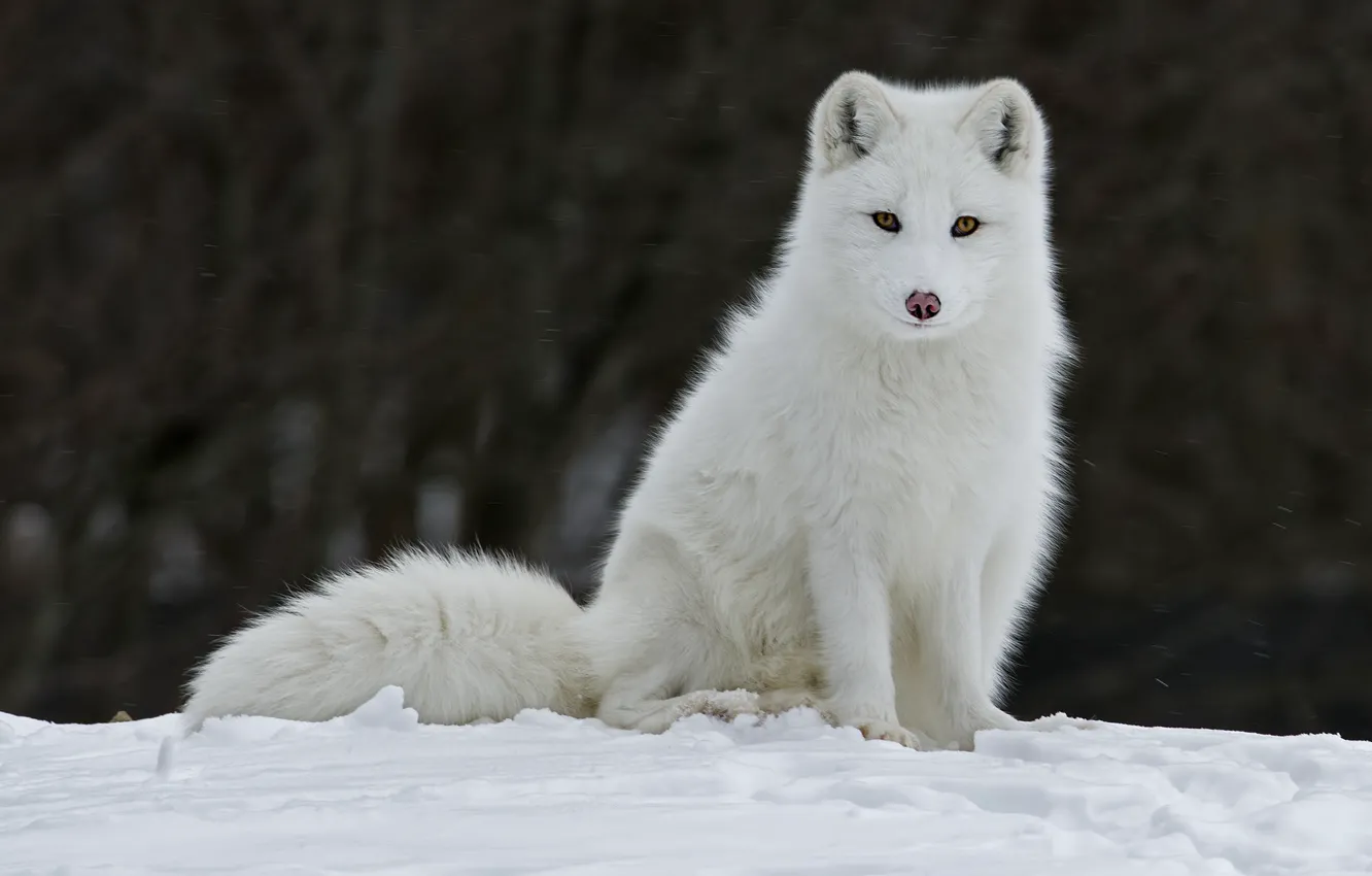 Photo wallpaper winter, snow, animal, Fox, fur, fox, Fox, ears. look