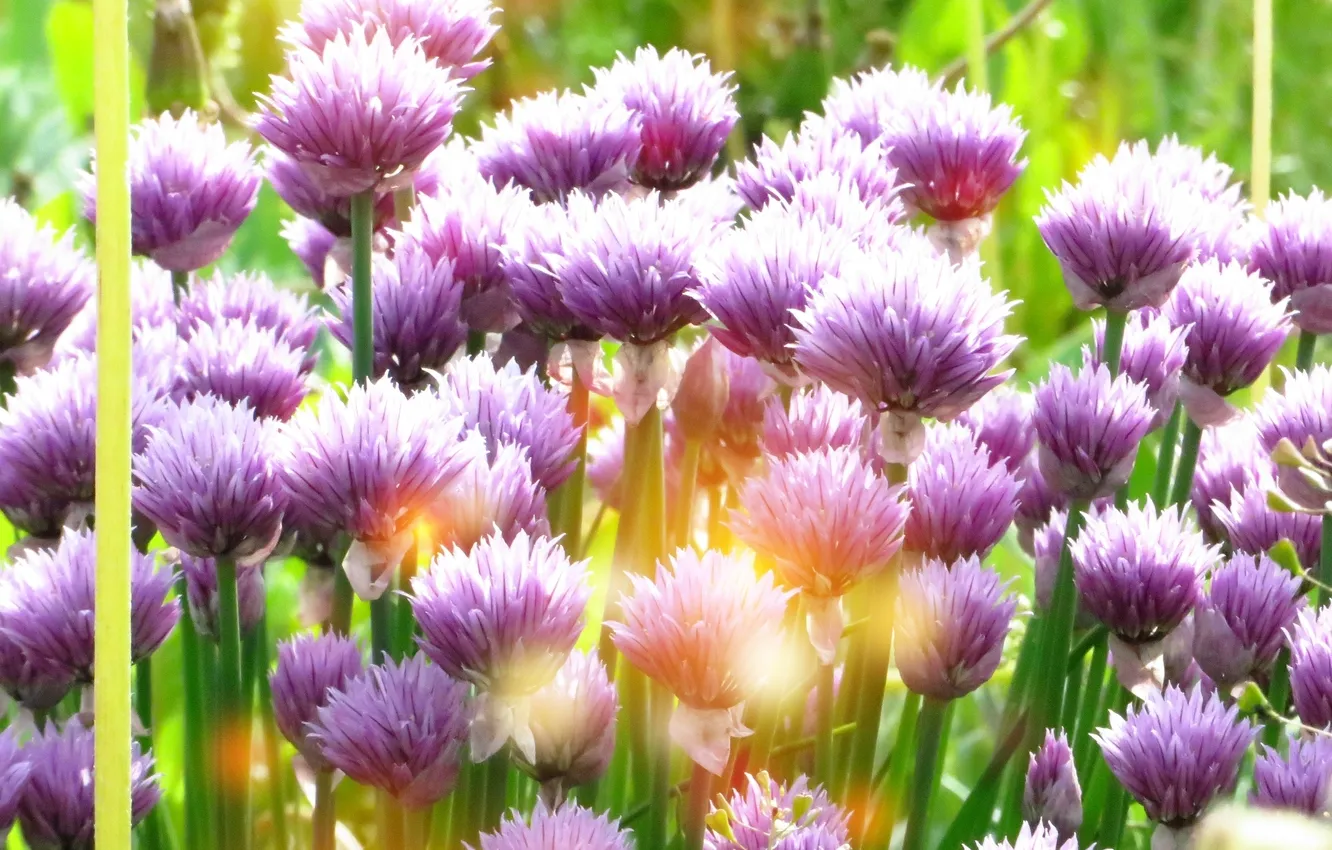 Photo wallpaper grass, the sun, flowers, bow