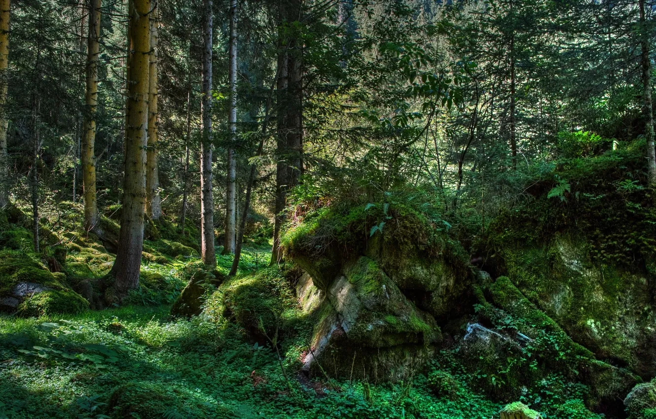 Photo wallpaper green, forest, trees, wood, rocks, Moss