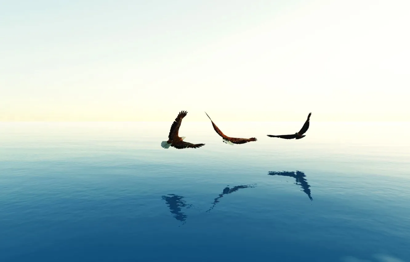 Photo wallpaper sea, the sky, flight, bird, haze