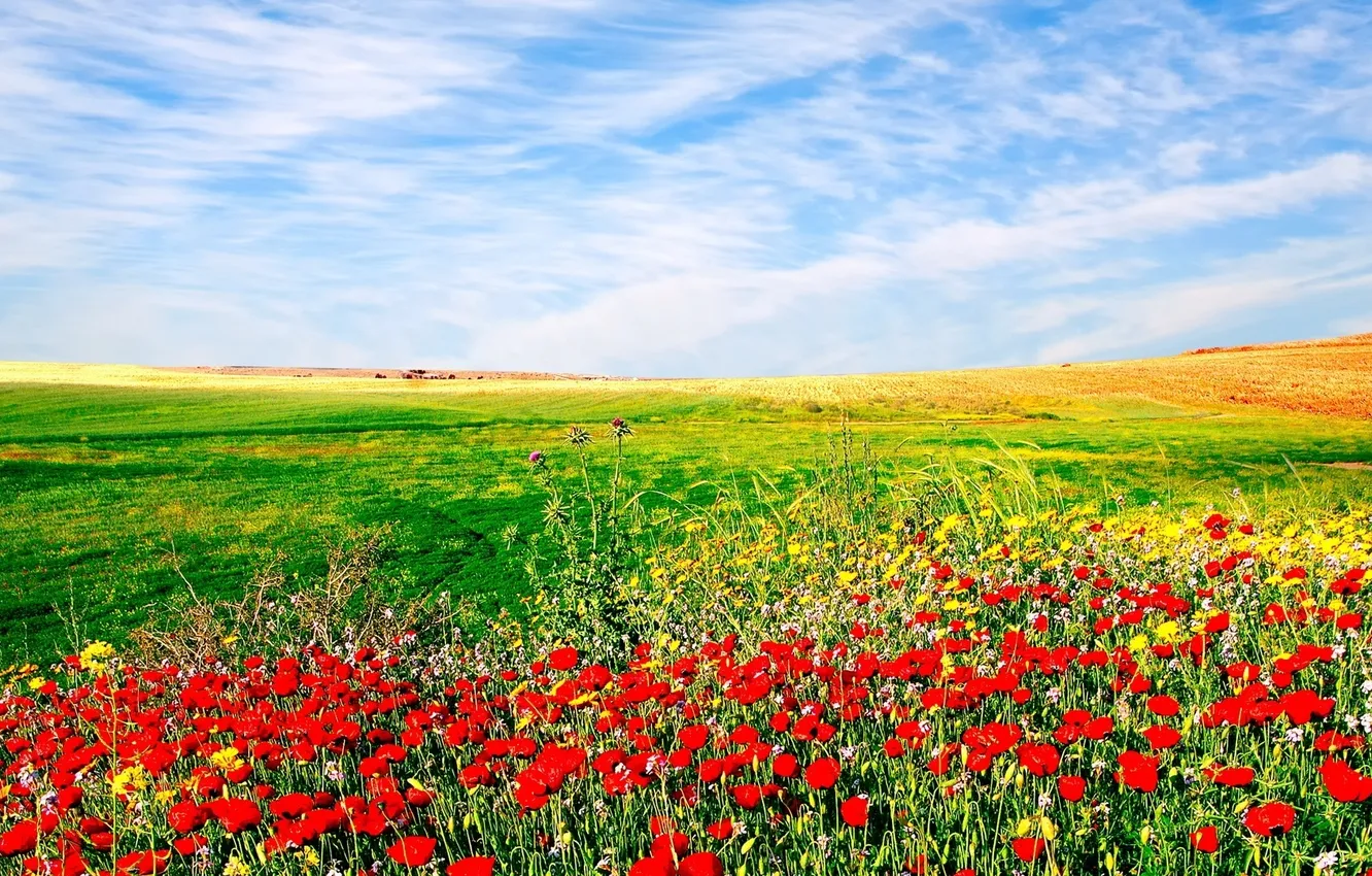 Photo wallpaper the sky, landscape, flowers, nature, sown field